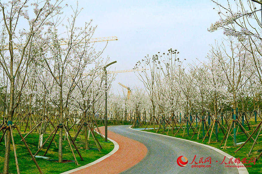 ʢŵĴcǌ۰ĴӍϢҔz