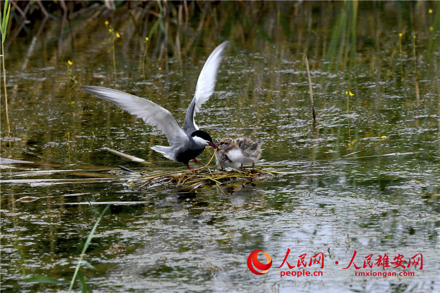 һֻ횸tͶιrBXz