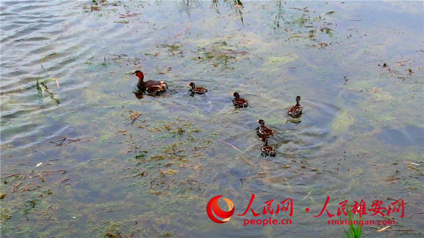 圖為小鷿鷈親鳥帶著雛鳥游泳。高騰攝