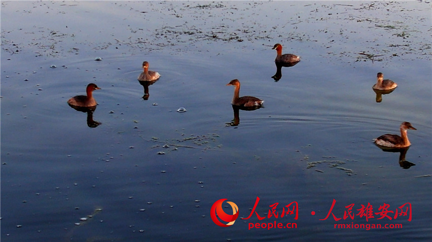 圖為小鷿鷈在淀面休息。高騰攝
