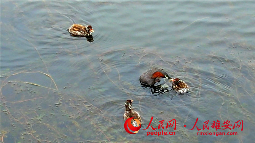 圖為小鷿鷈親鳥喂食雛鳥。高騰攝