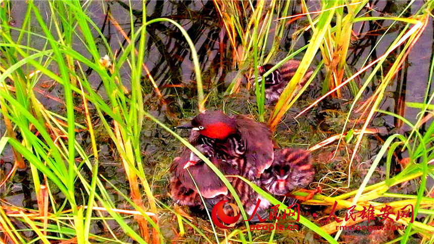 圖為小鷿鷈雛鳥鉆進親鳥翅膀下睡覺。高騰攝