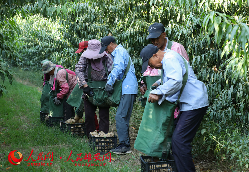 村民們正在將剛摘下的桃子倒進框里。人民網 李兆民攝