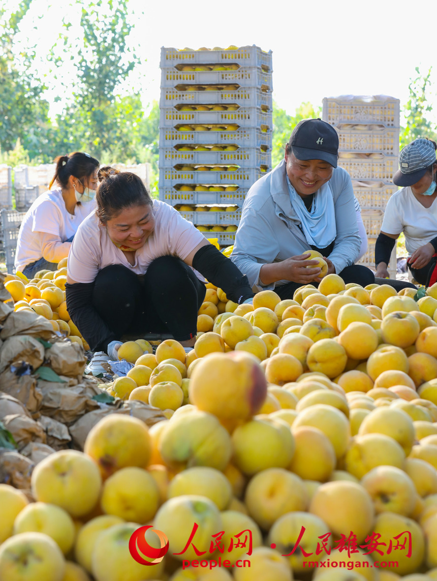 村民們正在分揀桃子。人民網 李兆民攝