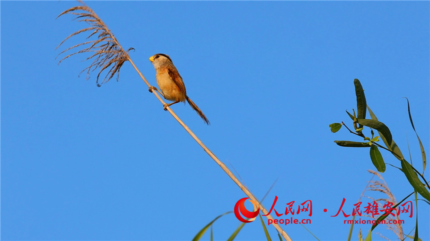 圖為震旦雅雀在葦花旁張望。高騰攝