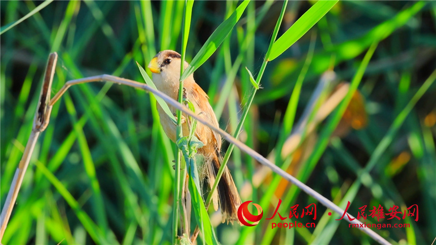 圖為震旦雅雀藏在蘆葦蕩中。高騰攝