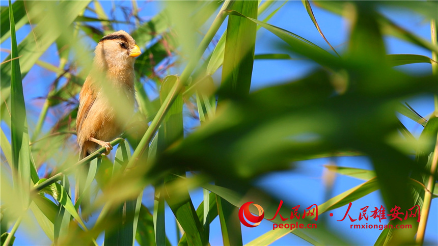 圖為震旦雅雀藏在蘆葦蕩中。高騰攝
