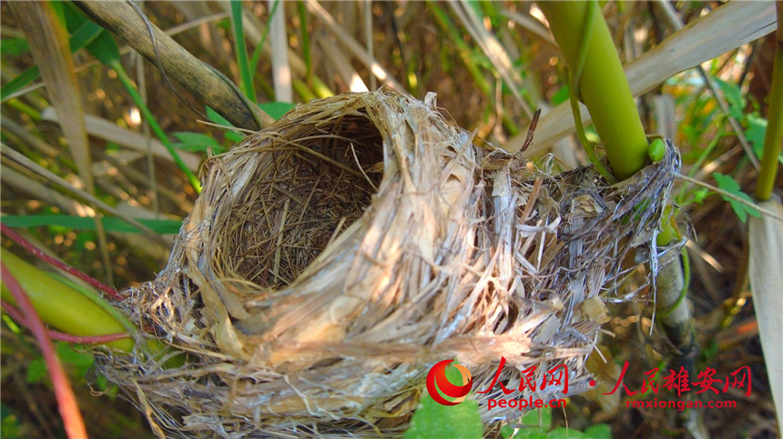 圖為震旦雅雀鳥巢。高騰攝