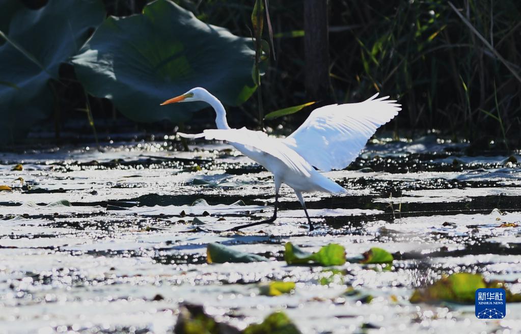 這是在雄安新區白洋淀一處鳥類棲息地拍攝的白鷺（9月21日攝）。