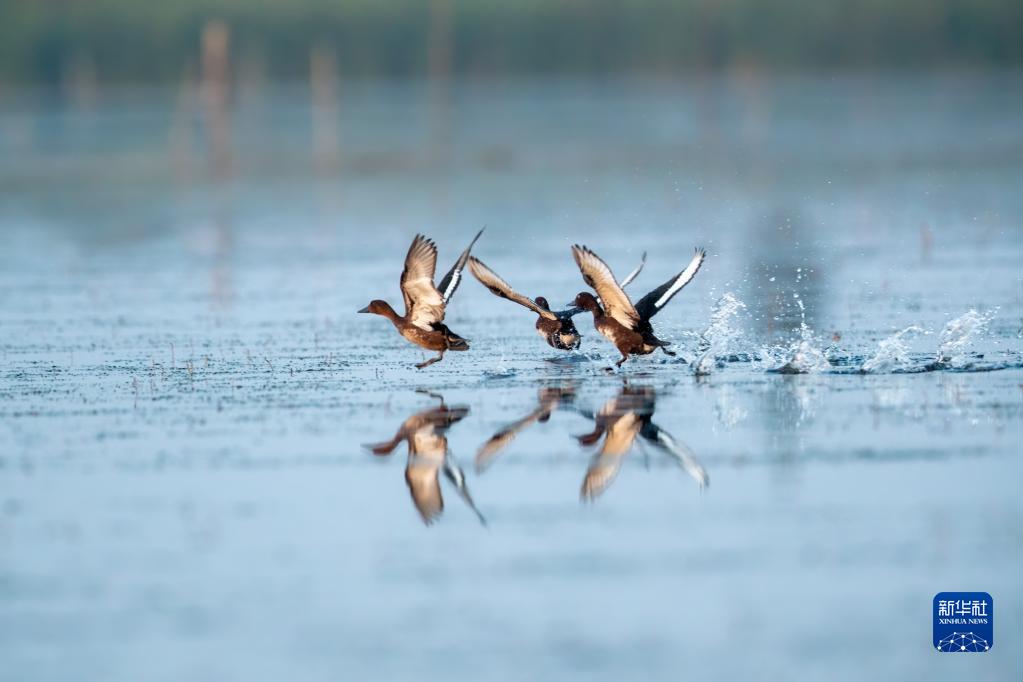 這是在雄安新區白洋淀一處鳥類棲息地拍攝的野生潛鴨（2022年9月9日攝）。