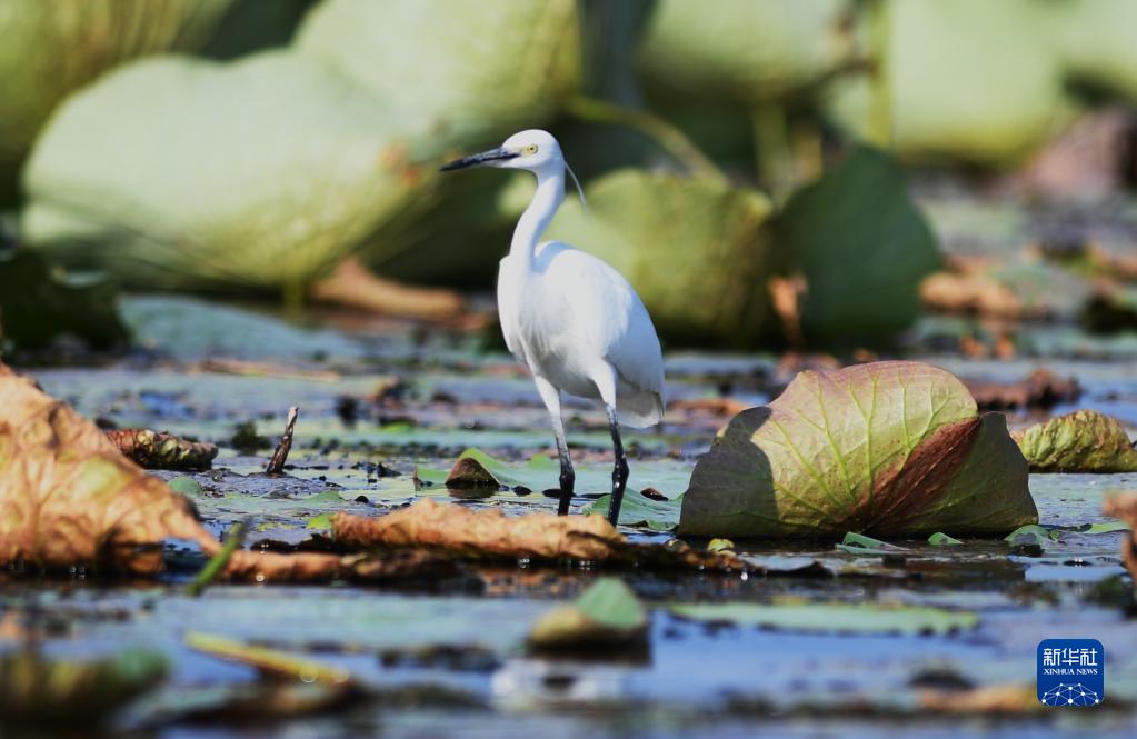 這是在雄安新區白洋淀一處鳥類棲息地拍攝的白鷺（9月21日攝）。