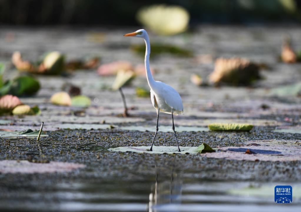 這是在雄安新區白洋淀一處鳥類棲息地拍攝的白鷺（9月21日攝）。