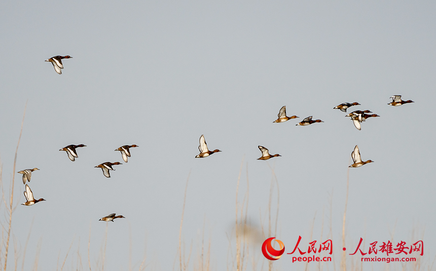 青頭潛鴨與白眼潛鴨結伴飛行。柴志攝