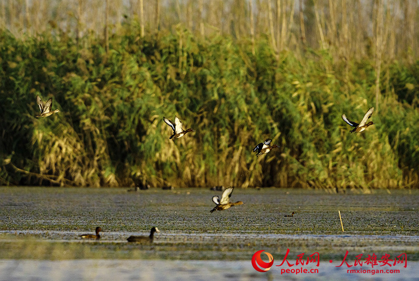 青頭潛鴨與白眼潛鴨結伴起飛。柴志攝