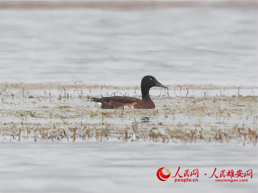 青頭潛鴨在淀中小憩。賈國永攝