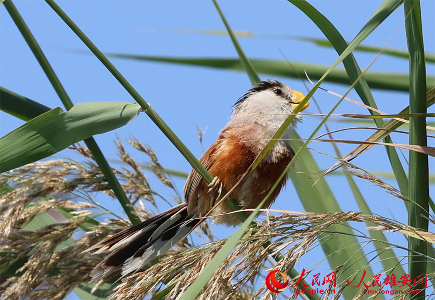 震旦鴉雀在蘆葦叢里張望。賈國永攝