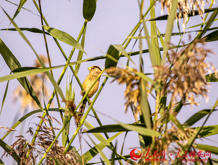 震旦雅雀在蘆葦叢中張望。程澤軍攝