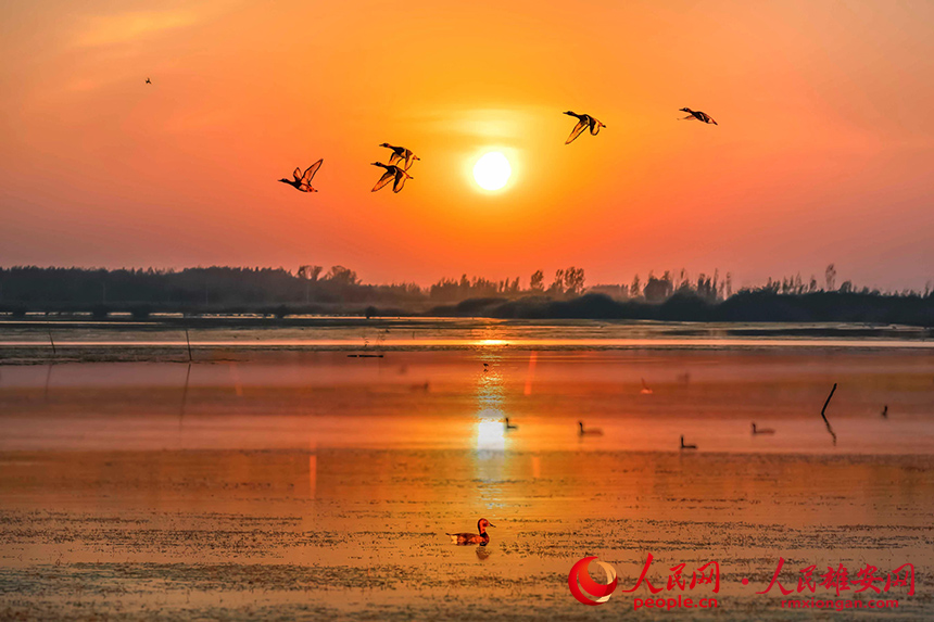 日暮潛鴨歸。陳法良攝
