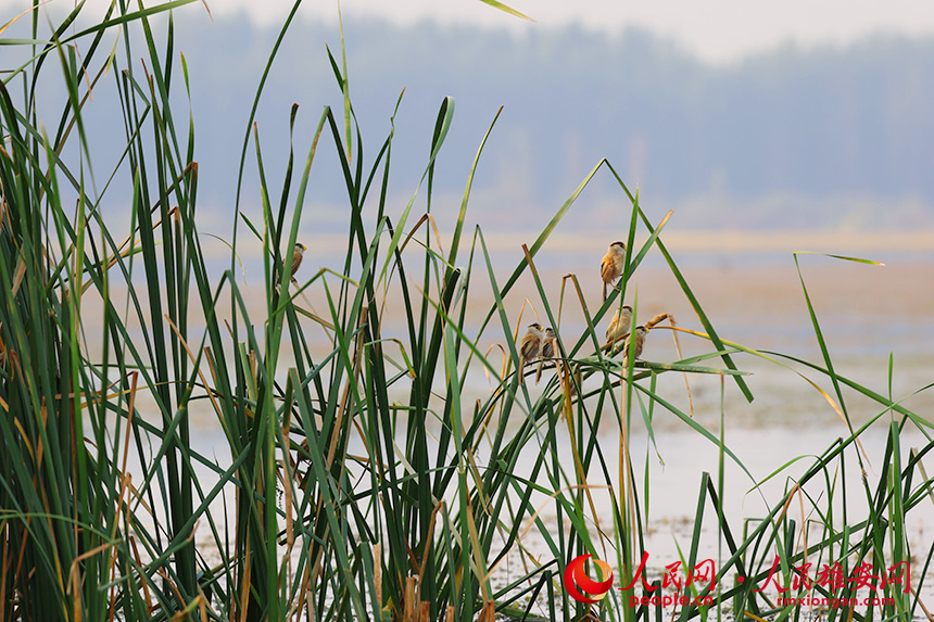 震旦鴉雀在蘆葦叢中休息。賈國永攝