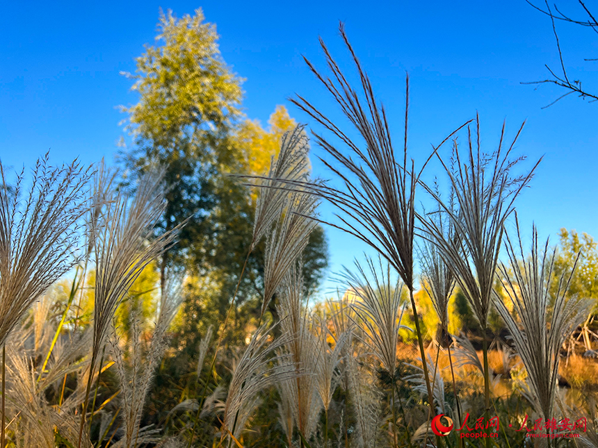 悅容公園秋意濃濃。人民網?楊華龍攝