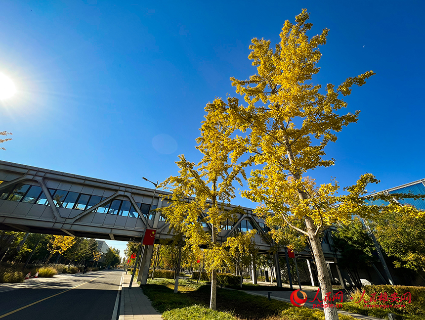 雄安市民服務中心秋意濃濃。人民網?楊華龍攝