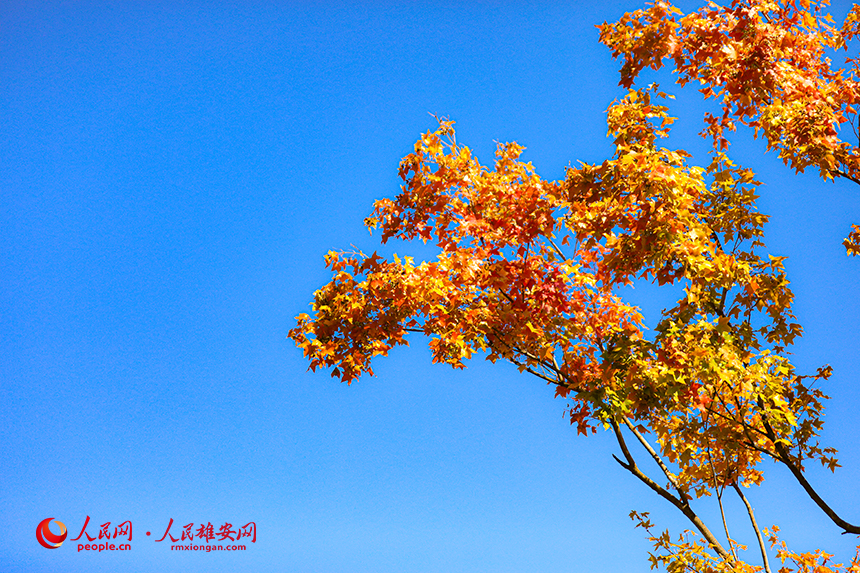 悅容公園秋意濃濃。人民網?楊華龍攝