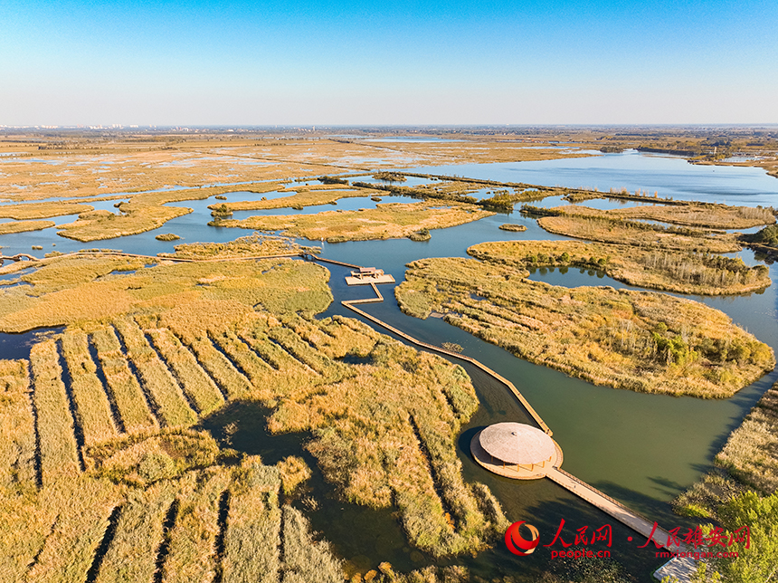 白洋淀秋意濃濃。胡忠攝