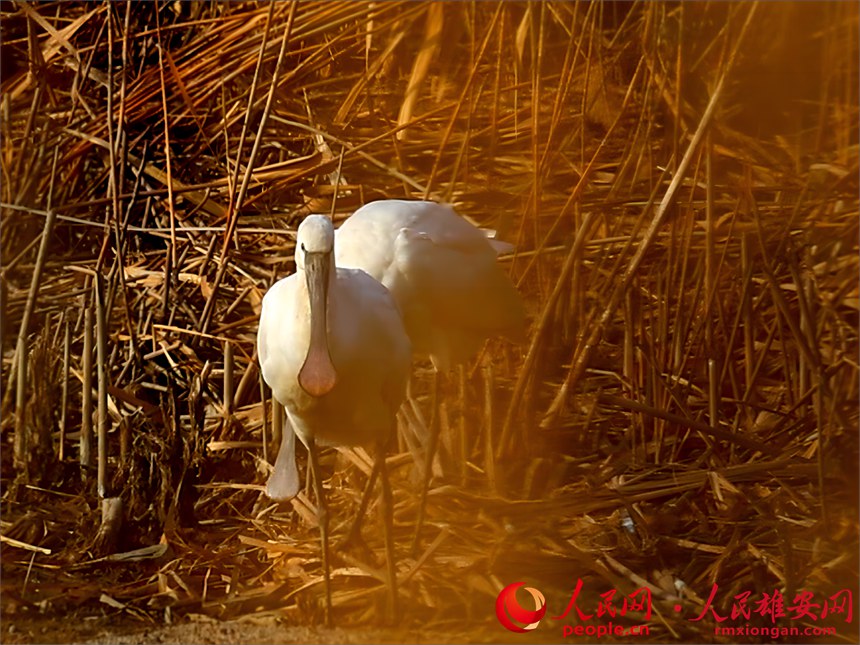 白琵鷺現身白洋淀。賈國永攝