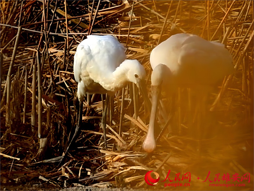白琵鷺現身白洋淀。賈國永攝