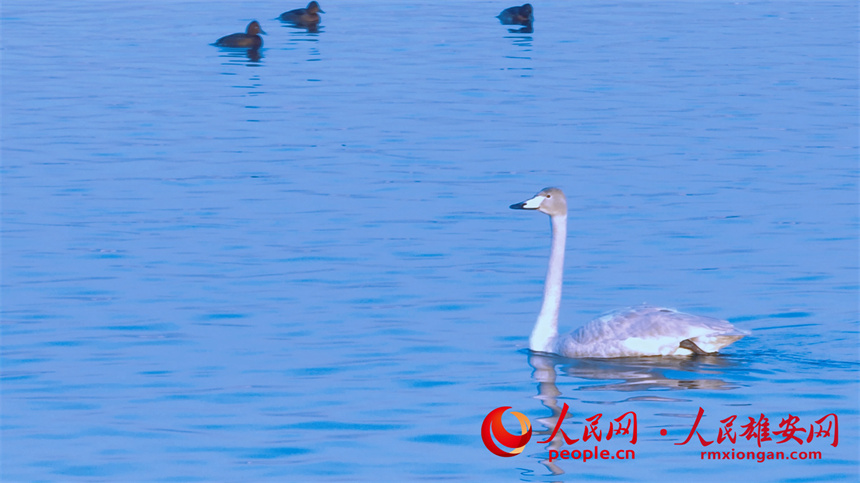 圖為大天鵝在白洋淀水面游動。陳法良攝