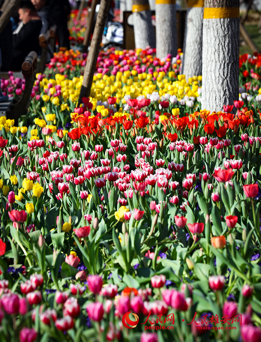 雄安悅容公園郁金香盛放。人民網?宋燁文攝