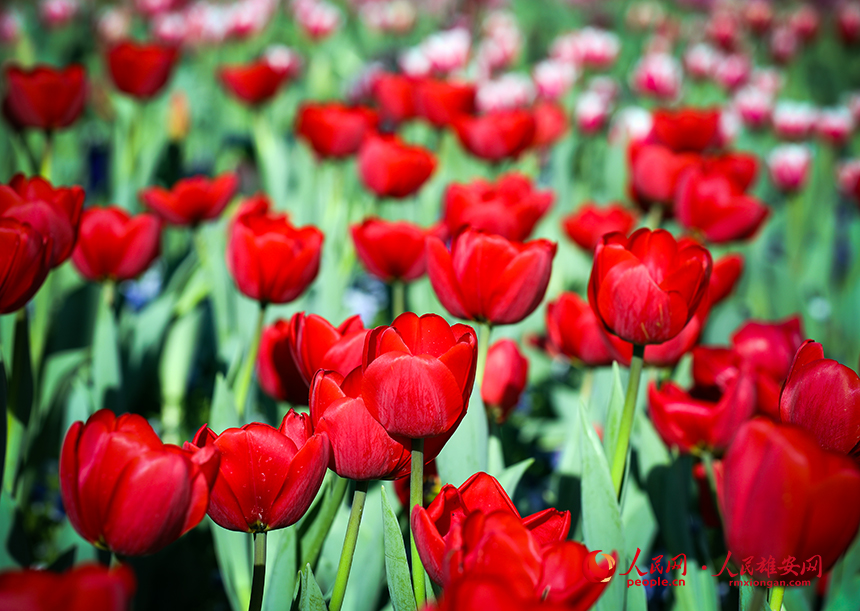 雄安悅容公園郁金香盛放。人民網?宋燁文攝
