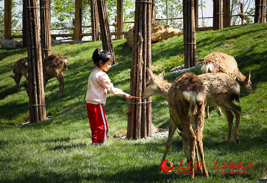 “萌娃”和小動物互動。人民網?宋燁文攝