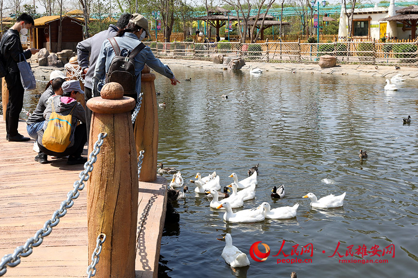 游客和小動物互動。人民網?宋燁文攝
