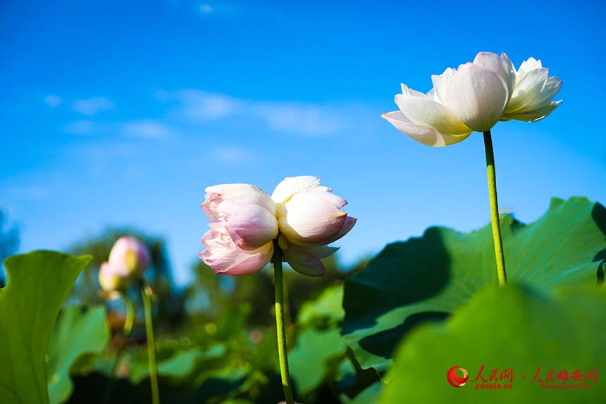 白洋淀中盛開的并蒂蓮。人民網 楊華龍攝