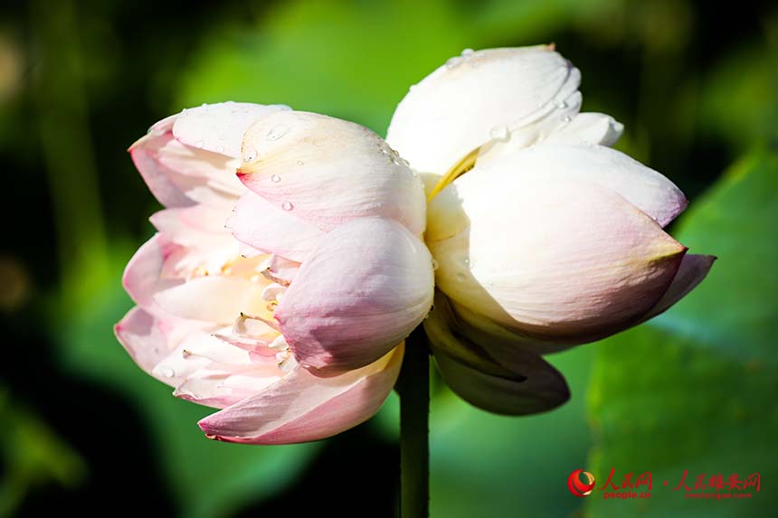 白洋淀中盛開的并蒂蓮。人民網 楊華龍攝