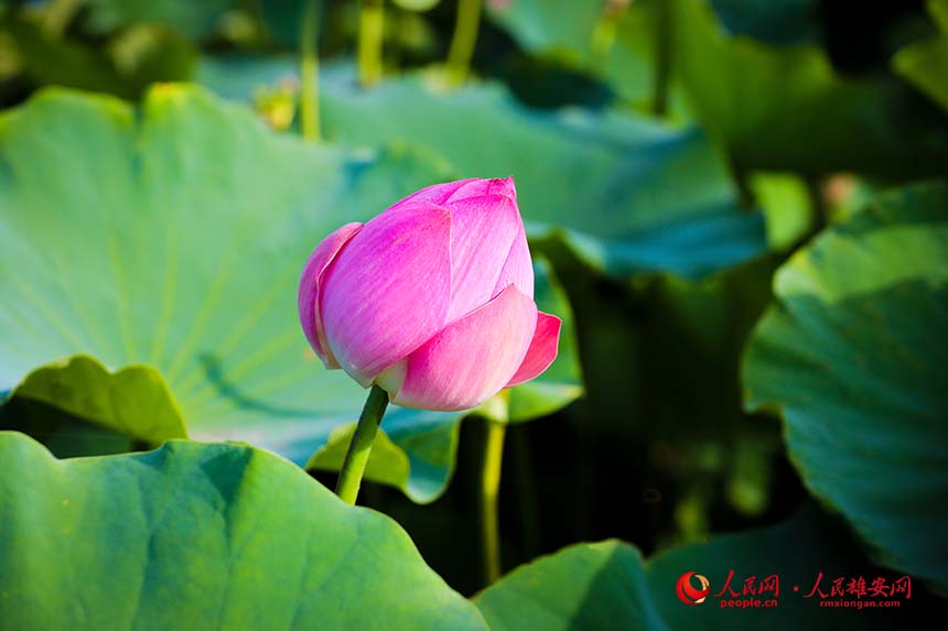 粉千葉（荷花品種）含苞待放。人民網 楊華龍攝