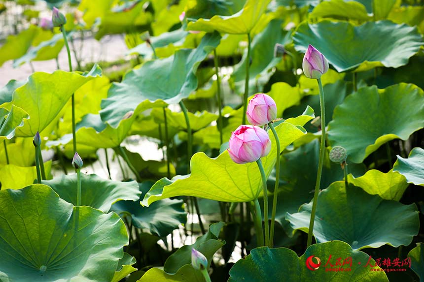 紅丹丹（荷花品種）含苞待放。人民網 楊華龍攝