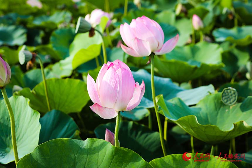 紅湘蓮（荷花品種）花開白洋淀。人民網 楊華龍攝