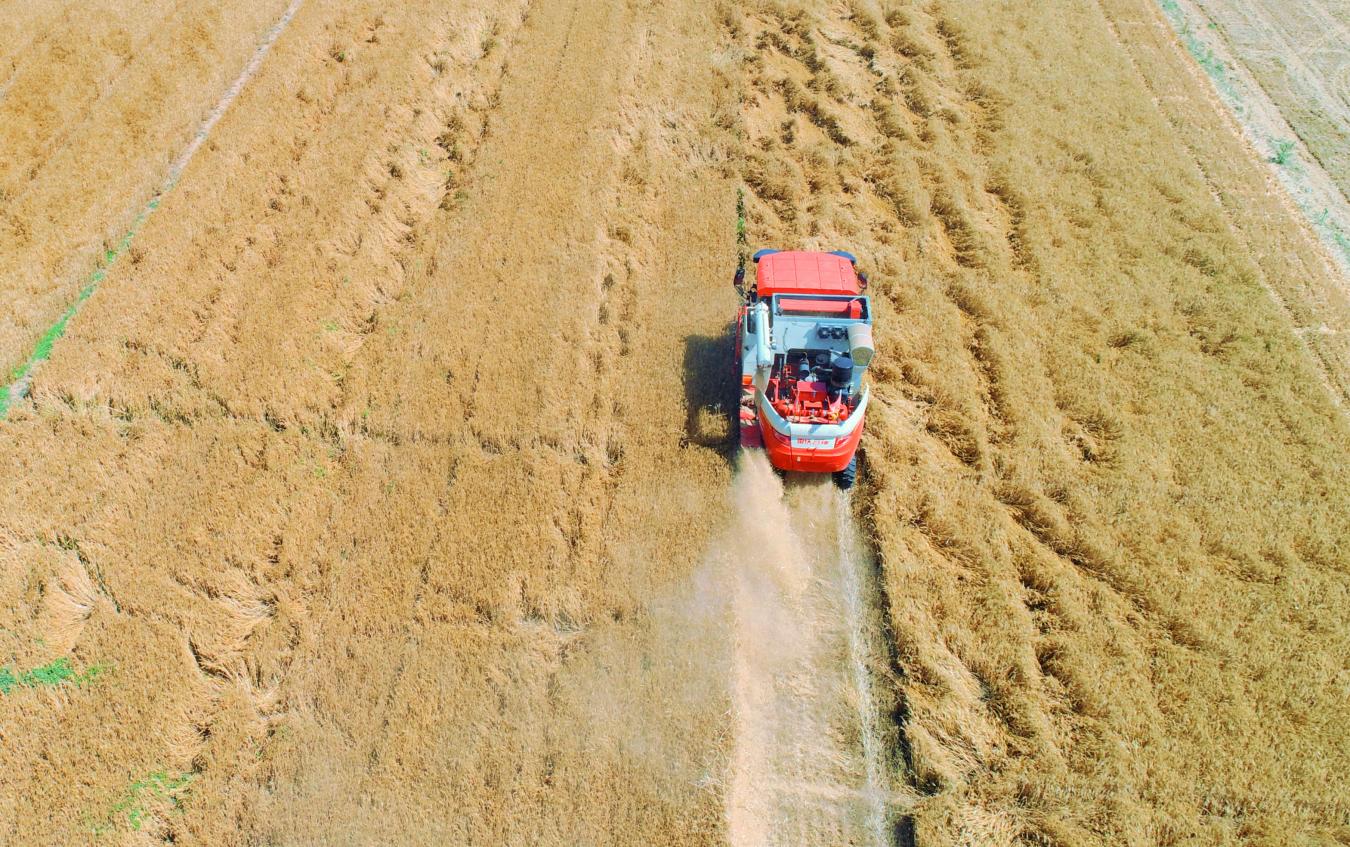 雄安新區安新縣寨里鄉：護航“三夏”助生產 
