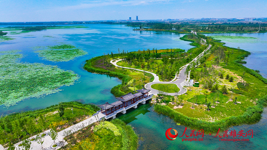 白洋淀燕南堤風光。人民網記者 李兆民攝