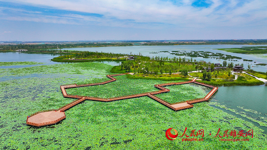 白洋淀燕南堤風光。人民網記者 李兆民攝