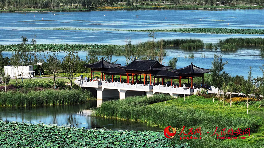 白洋淀燕南堤風光。人民網記者 李兆民攝