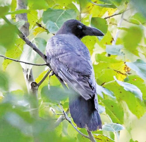 近日，在雄安新區拍攝的大嘴烏鴉。賈國勇攝