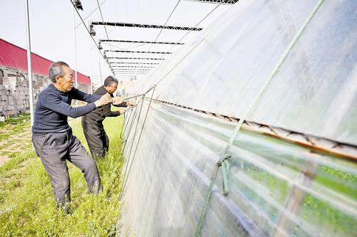 4月11日，石家莊市藁城區農昌種植服務專業合作社的農民正在加固蔬菜大棚。本報記者 史晟全攝
