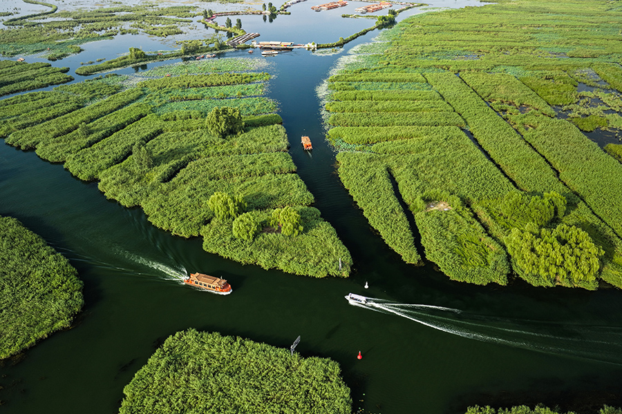 雄安新區白洋淀。胡忠攝