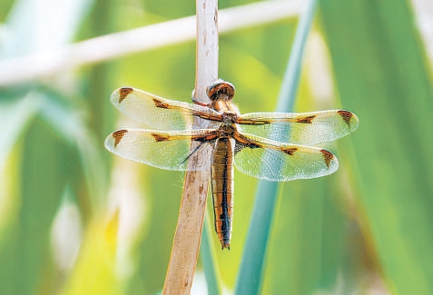 極瀕危物種低斑蜻回歸白洋淀。