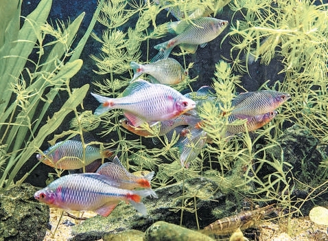 闊別多年的中華鳑鲏魚回歸白洋淀。