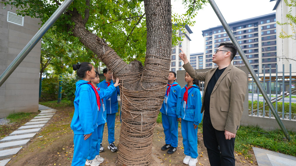 10月16日，雄安史家胡同小學，雄安新區教育局工作人員為學生們介紹鄉愁樹相關情況。河北日報見習記者 李暢 攝