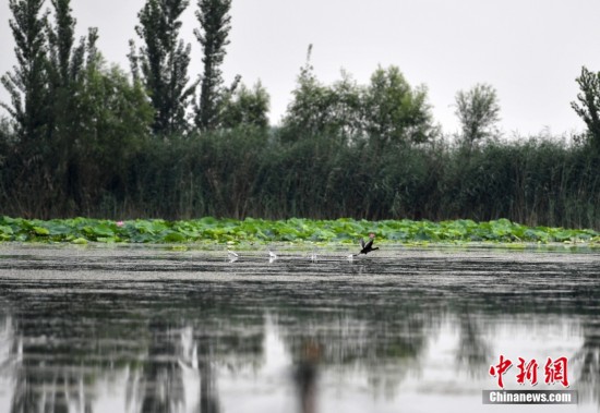 資料圖為7月16日，雄安新區白洋淀內的野生鳥類。 <a target='_blank' href='/'><p  align=